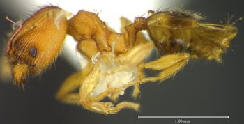 Media type: image; Entomology 34258   Aspect: habitus lateral view